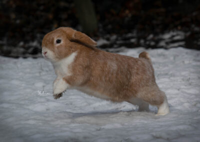 Rennend konijn in sneeuw